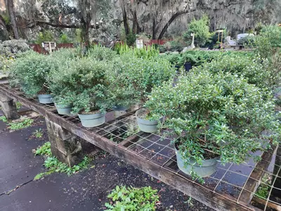 plant/Feomina juniper  10"  ( 8 to 10 yrs old) 20-28" tall ( growers choice)-1-thumbnail