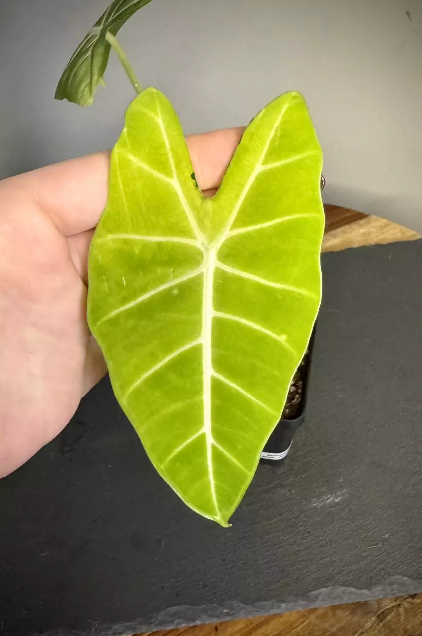 plant/Alocasia Frydek - High Color-1