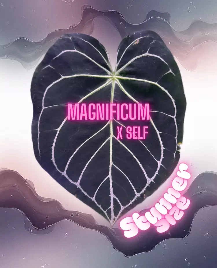 plant/P7 Magnificum x self-3