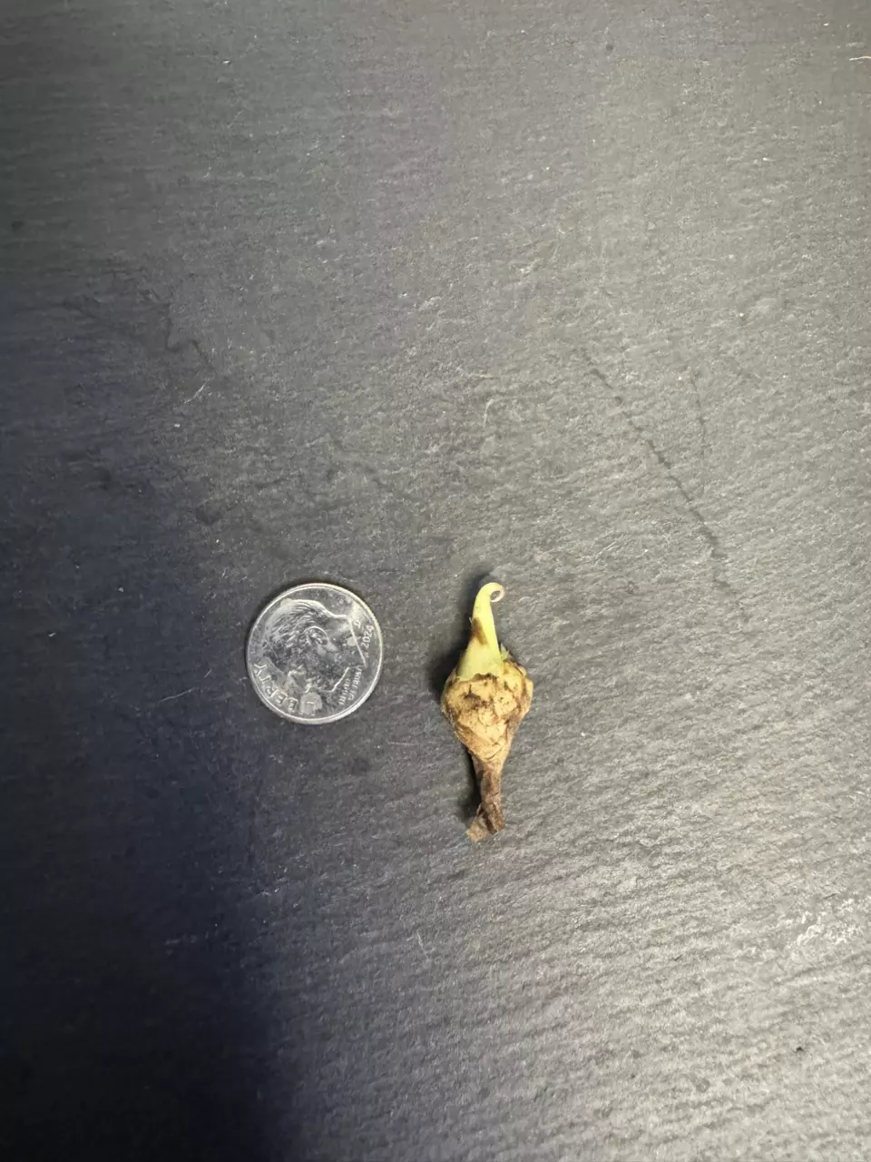 plant/Alocasia Dragon scale Albo CORM-2