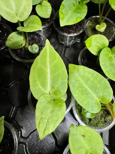 plant/2 sparkly seedling Anthurium Hybrid Bundle-2-thumbnail