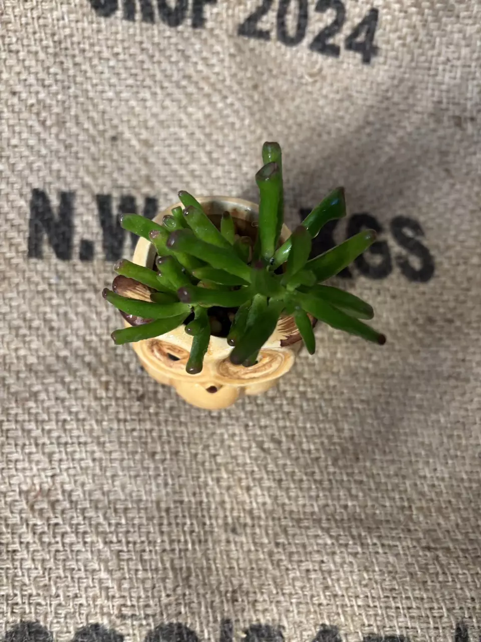 plant/Gollum Jade in Owl Pot-2