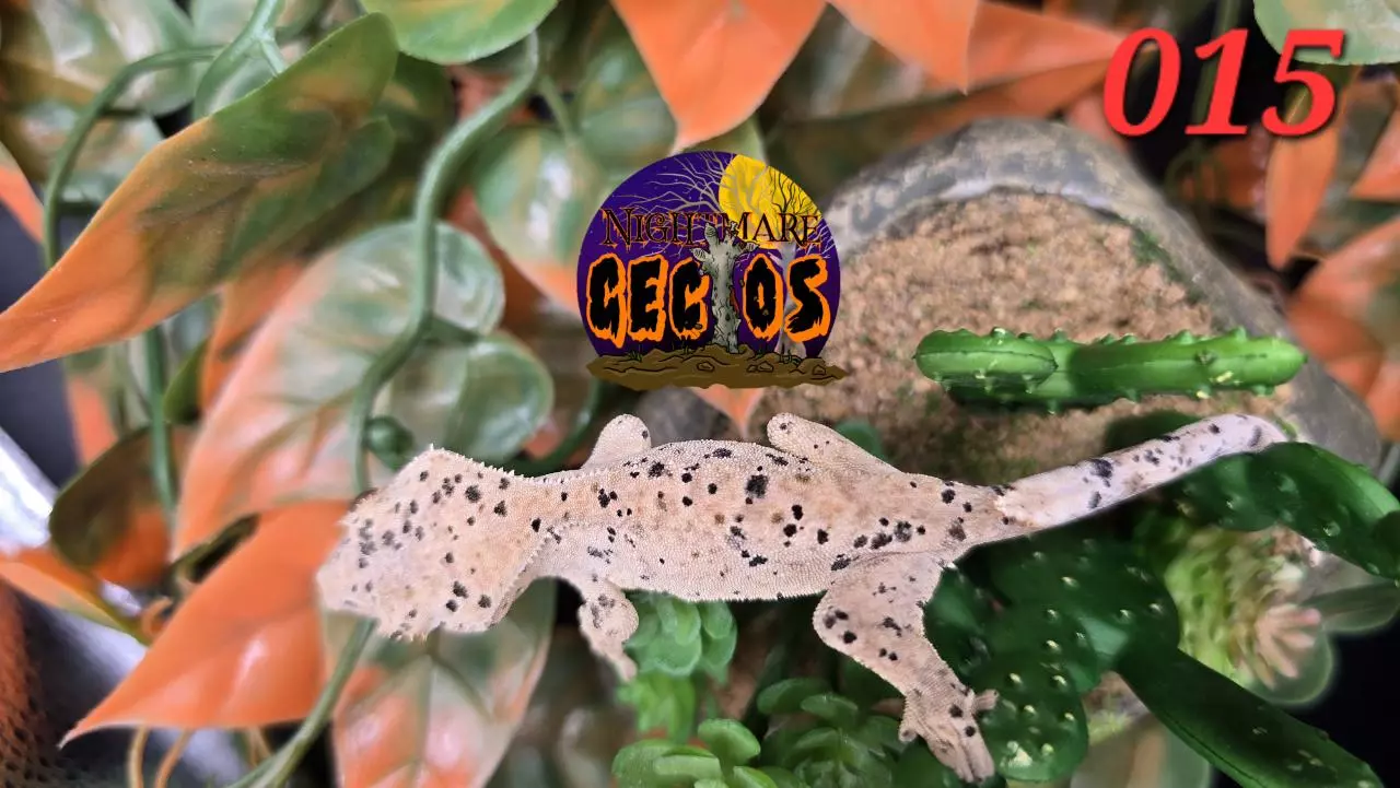 plant/015. Super Dalmation Ink blot Poss Oil Spot SPG X Cheese-1