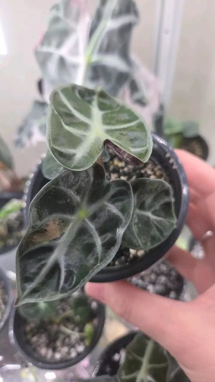 plant/Alocasia Pink Balloon Heart-0