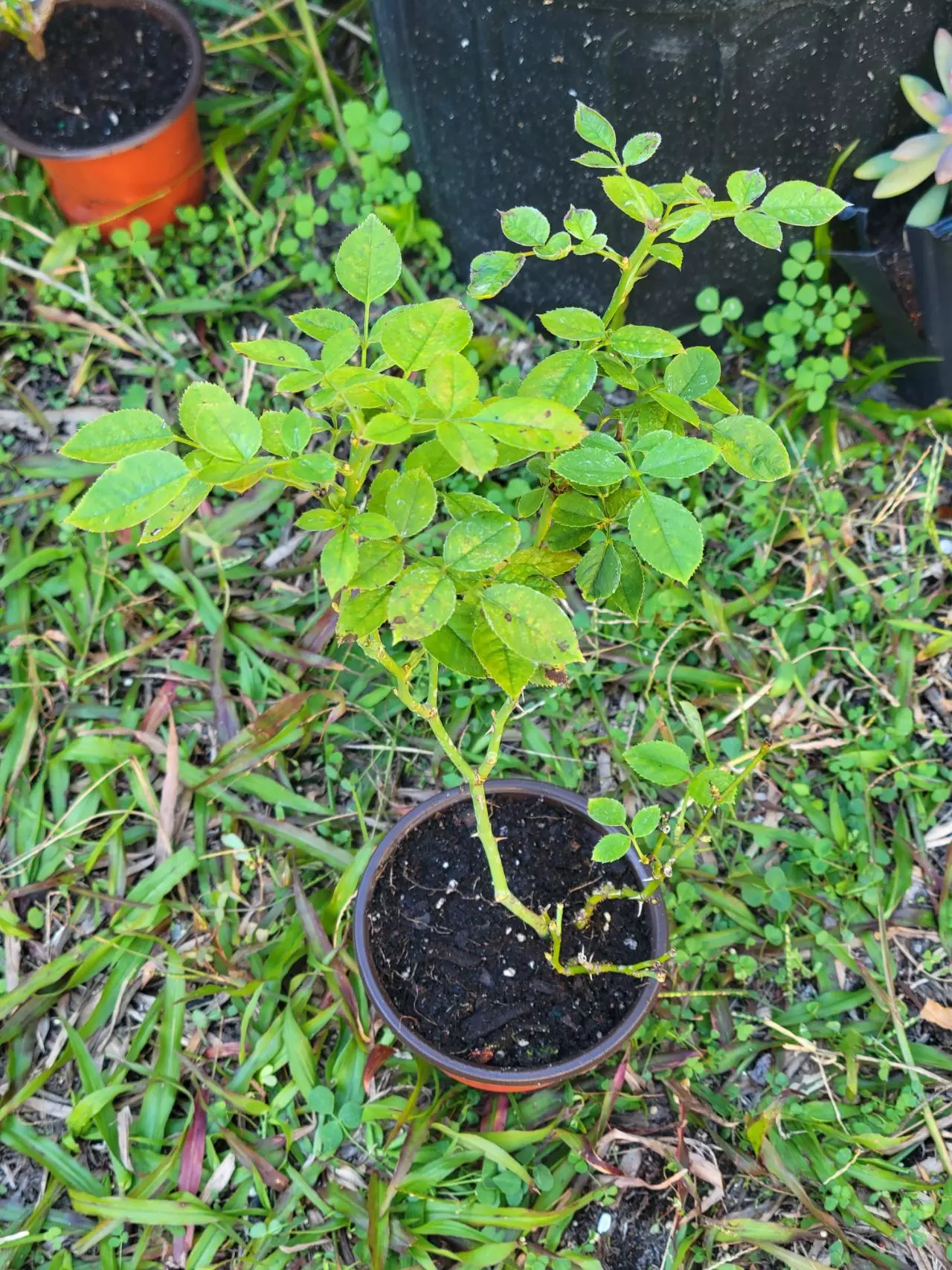 plant/Pink Mini Rose Bush plant A 4" pot-1