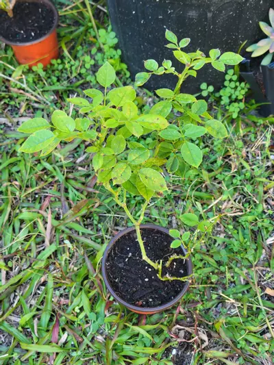 plant/Pink Mini Rose Bush plant A 4" pot-1-thumbnail
