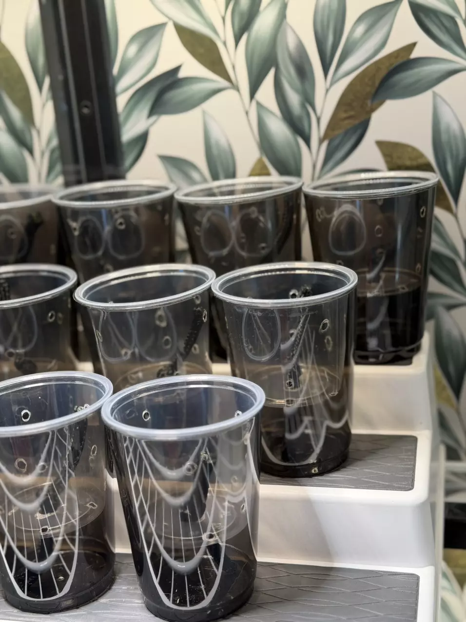 plant/Set of 12 Self Watering Pup Cups!! 🖤❤️🖤5.5 oz inner cup-5