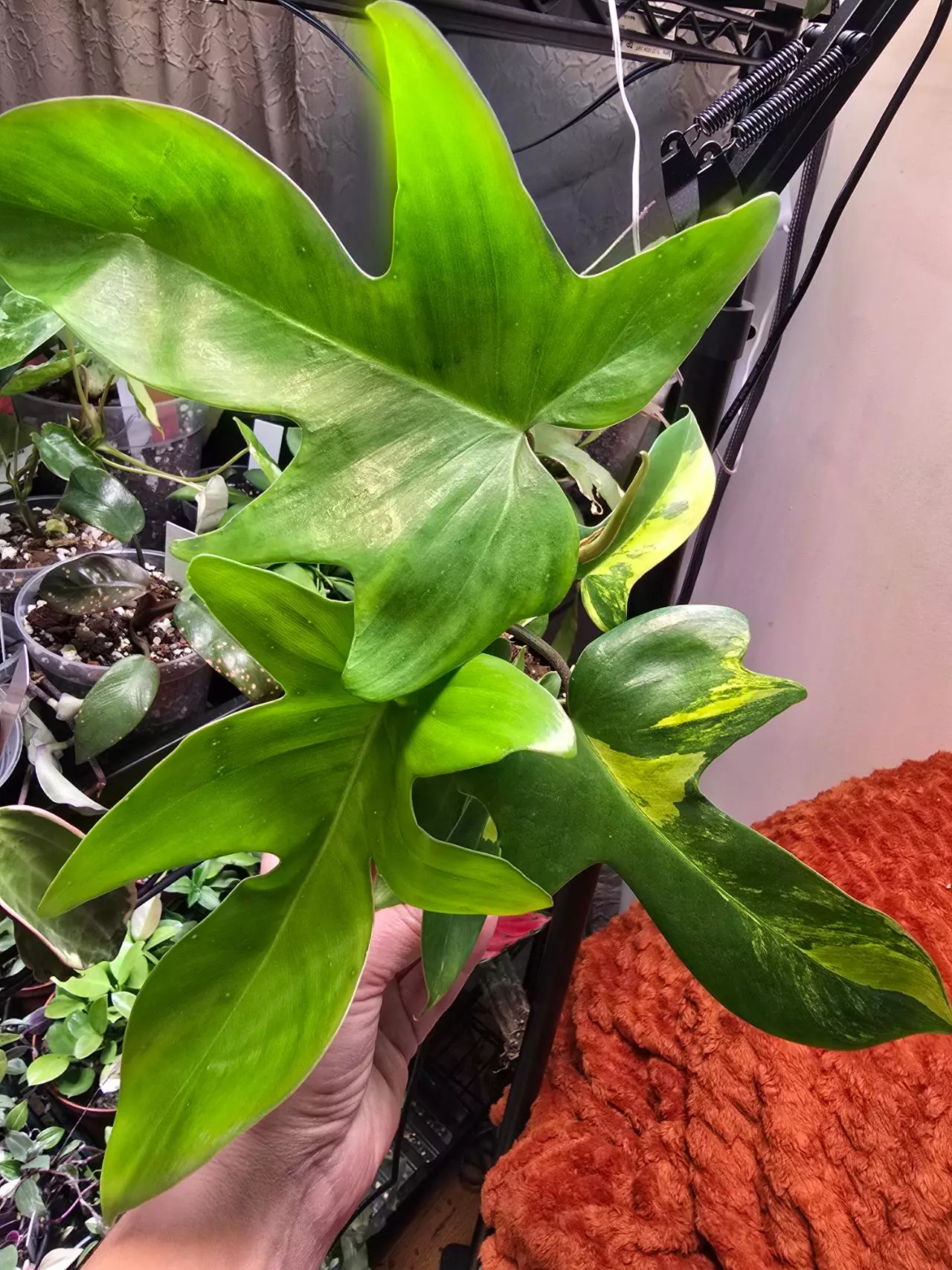 plant/Florida Beauty "Sunrise" Philodendron 4 inch pot-5