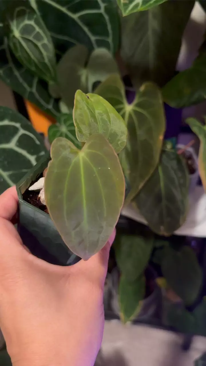 plant/Anthurium BVEP port x BVEP offset-1