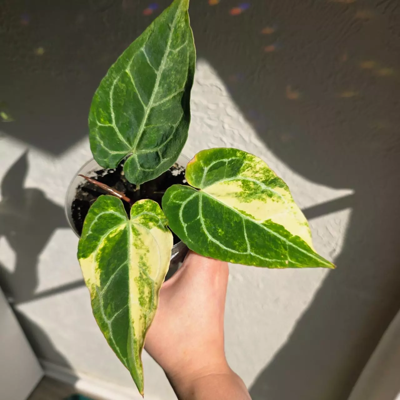 Anthurium crystallinum variegated
