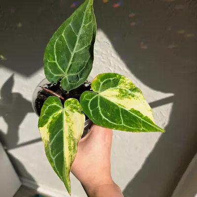 plant/Anthurium crystallinum variegated-0-thumbnail
