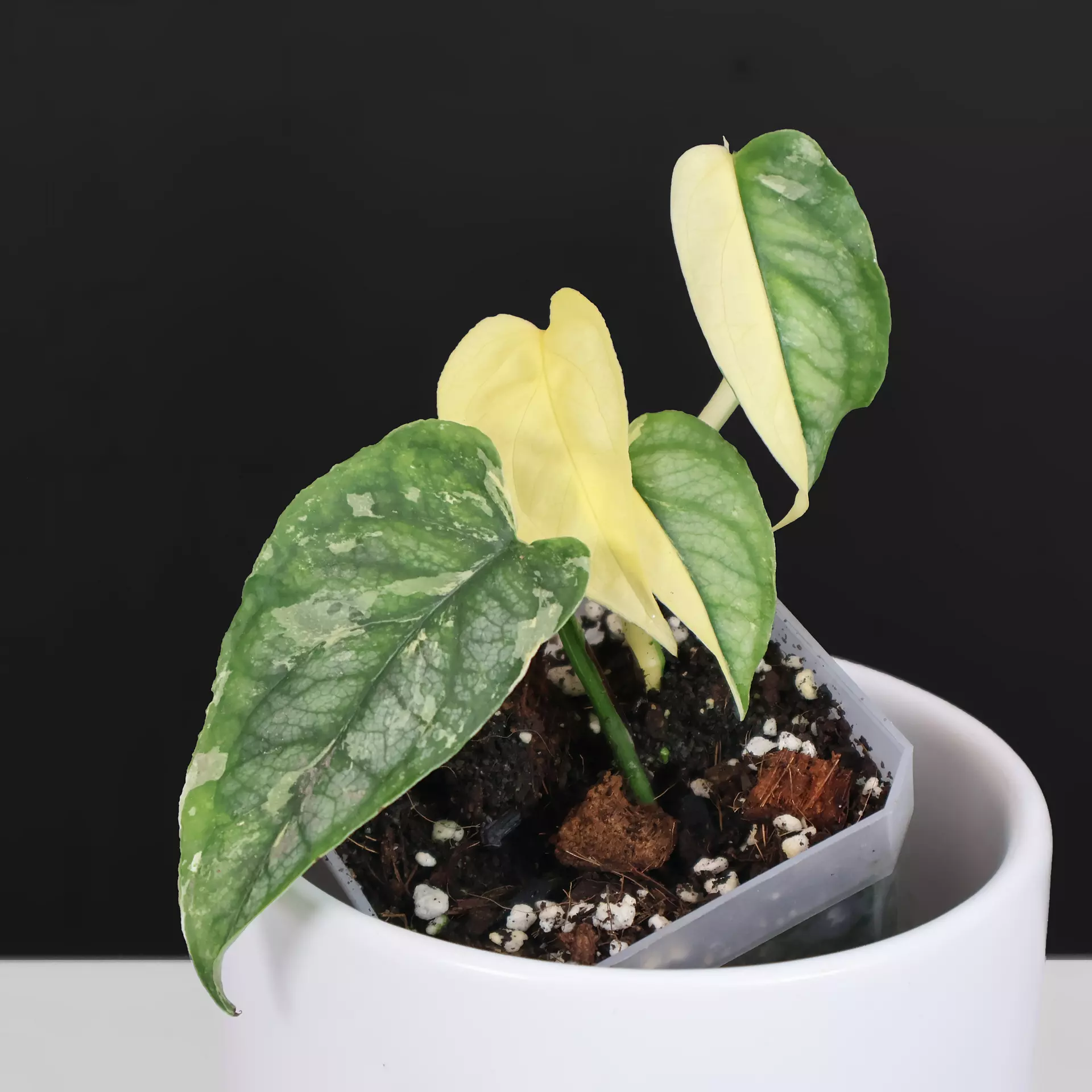 plant/Monstera Siltepecana sp. PBD (True Albo)-0