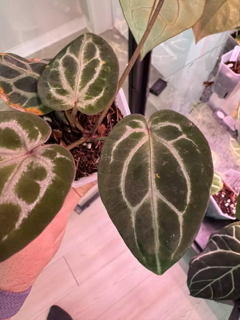 plant/Mutant Red Crystal (Wuhoo)-3