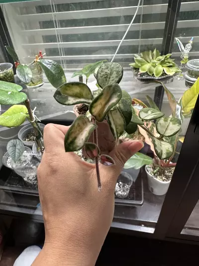 plant/Hoya Mathilde Variegated-2-thumbnail