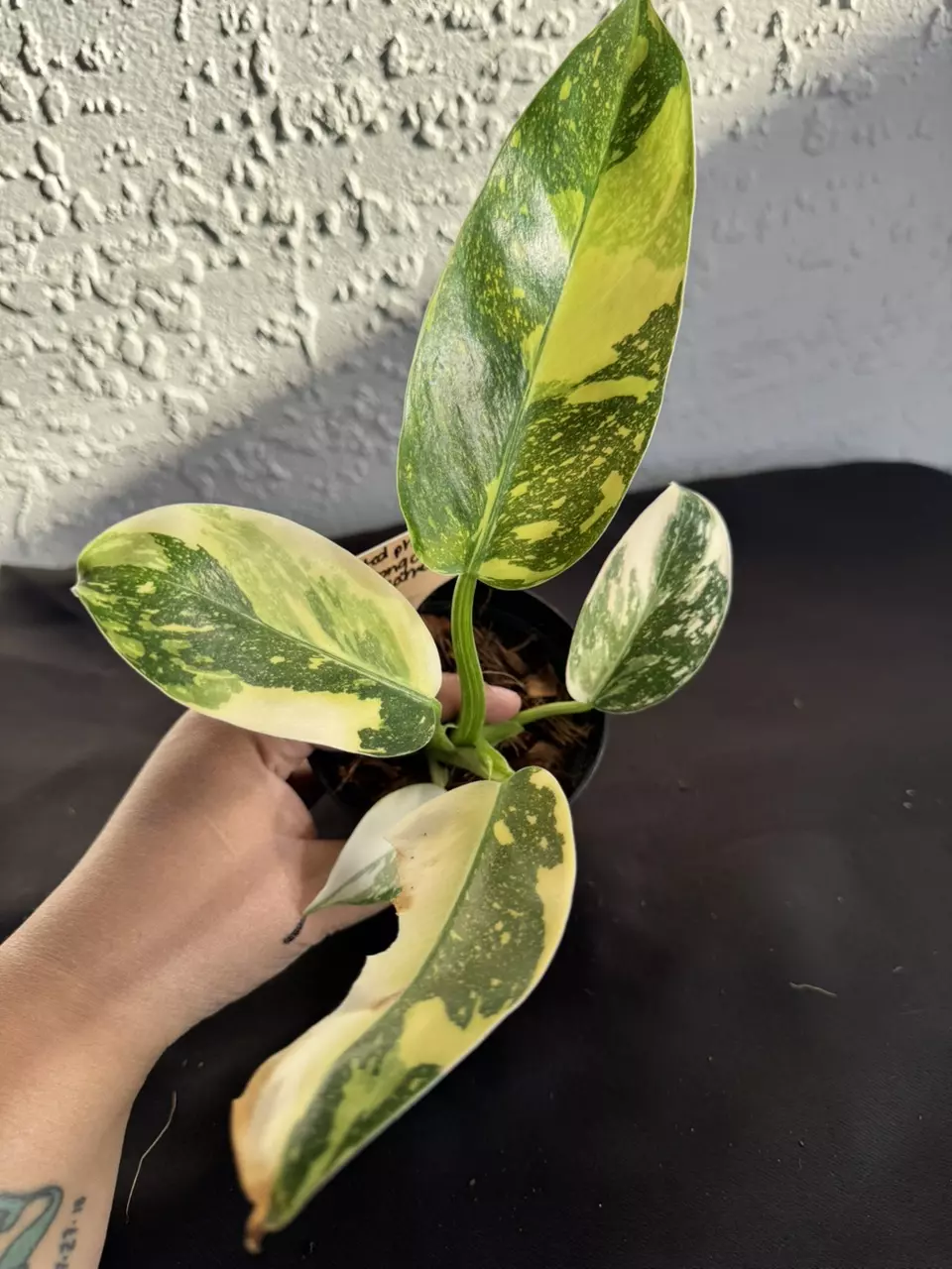 plant/Philo green Congo “Copper Flame” Varigated-0