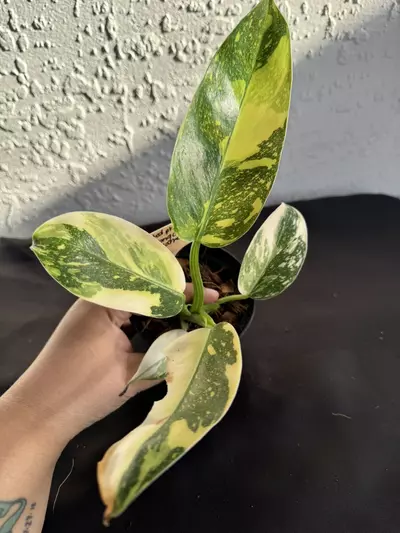 plant/Philo green Congo “Copper Flame” Varigated-0-thumbnail