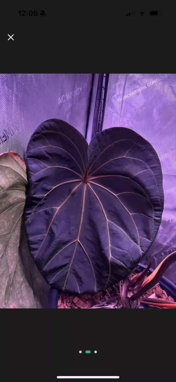 plant/NSE AOS x ZaraMichelle-3