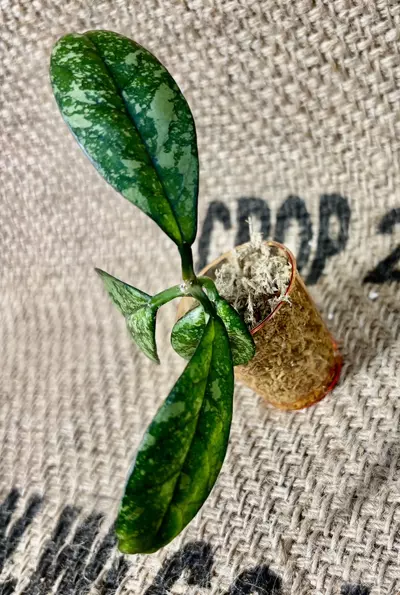 plant/Hoya Crassipetiolata Super Splash Cutting-2-thumbnail