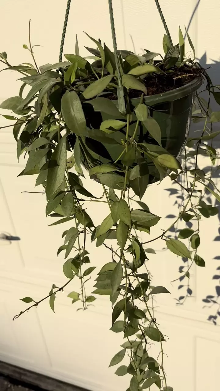 plant/Hoya Lacunosa 8” HB-1