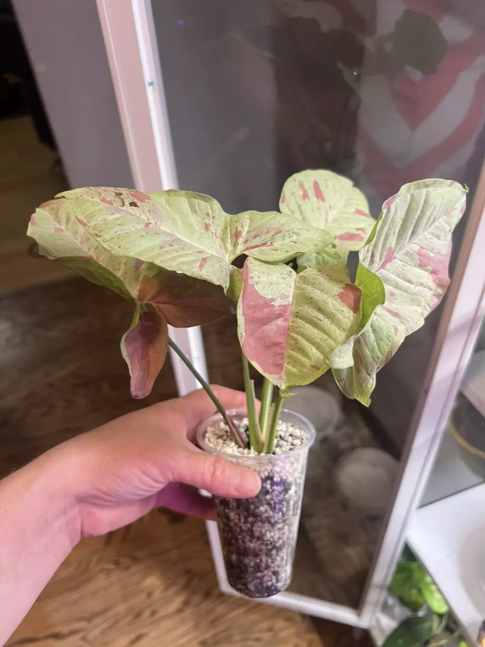 plant/Gorgeous larger Syngonium milk confetti start.-0