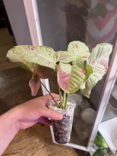 plant/Gorgeous larger Syngonium milk confetti start.-0-thumbnail