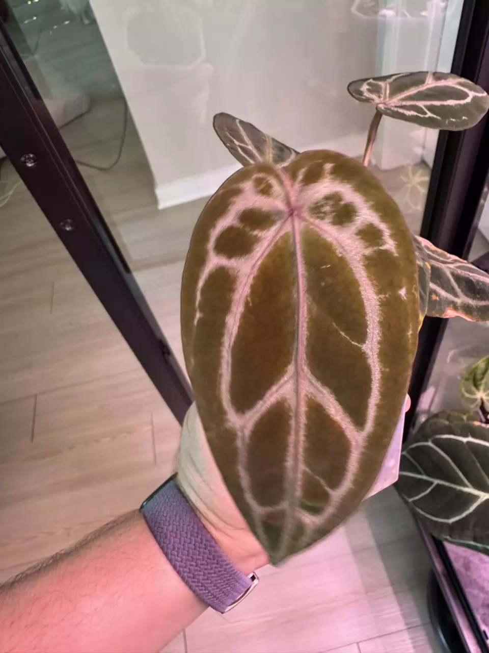 plant/Mutant Red Crystal (Wuhoo)-0