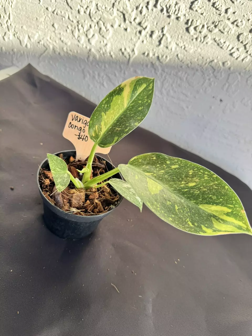 plant/Philo green Congo nuclear Varigated-0