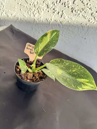 plant/Philo green Congo nuclear Varigated-0-thumbnail