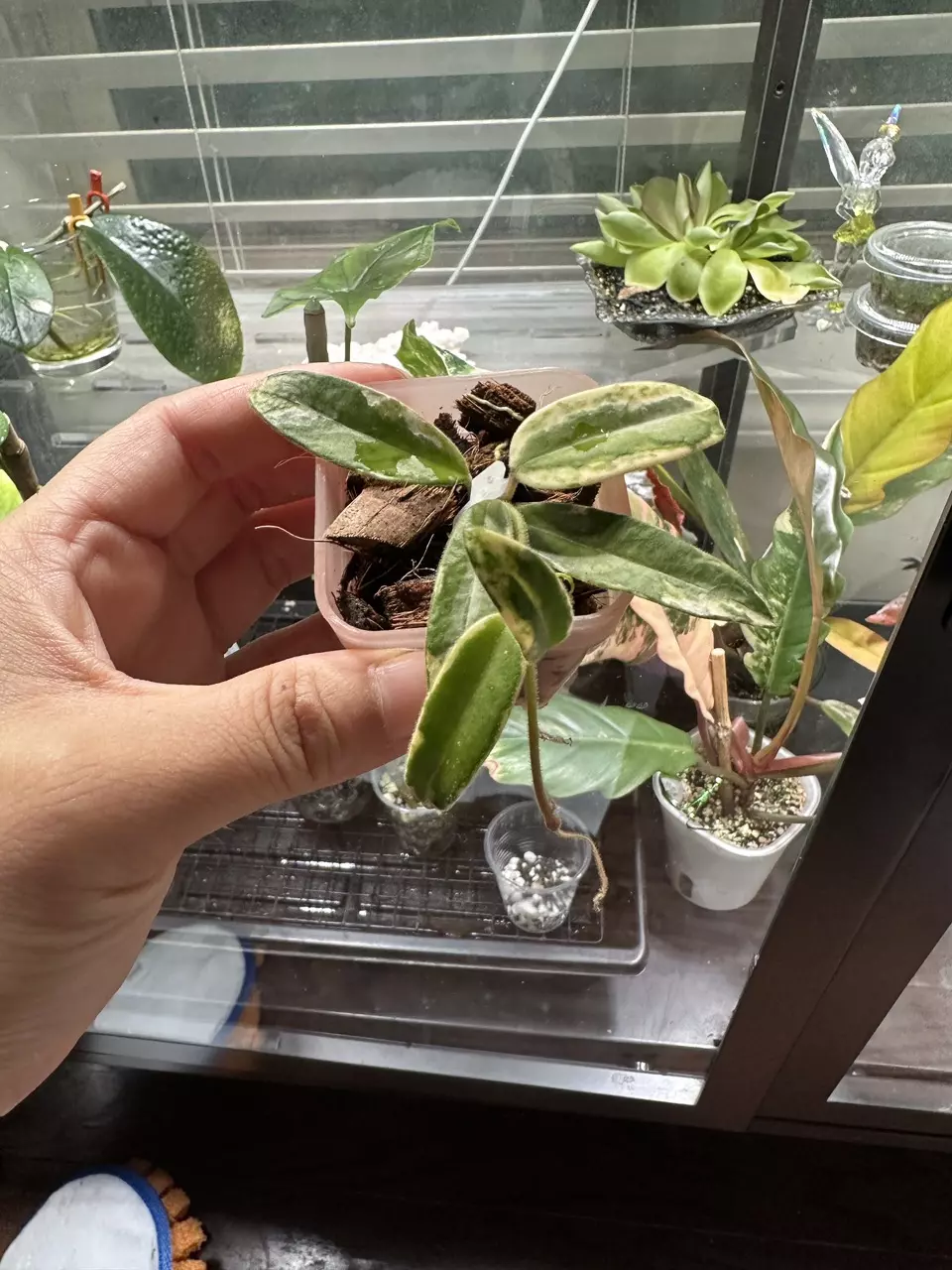 plant/Hoya Lyi Prism-0