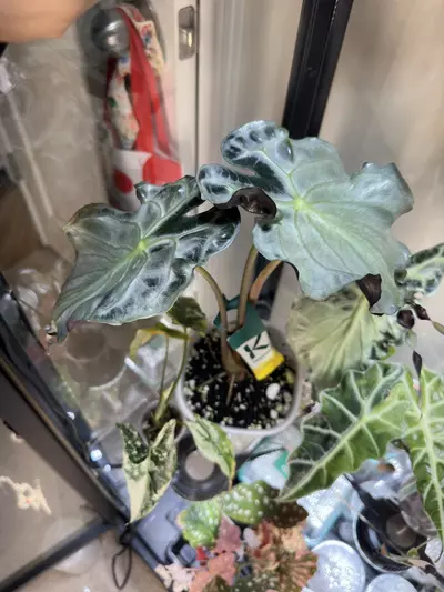 plant/Alocasia Venom CORM-0-thumbnail