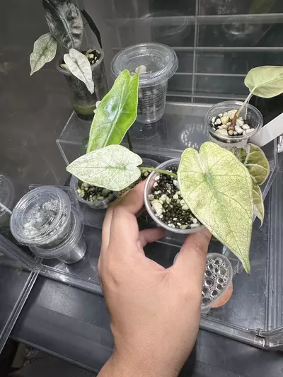 plant/Variegated Albo Regal Shield pup-0-thumbnail