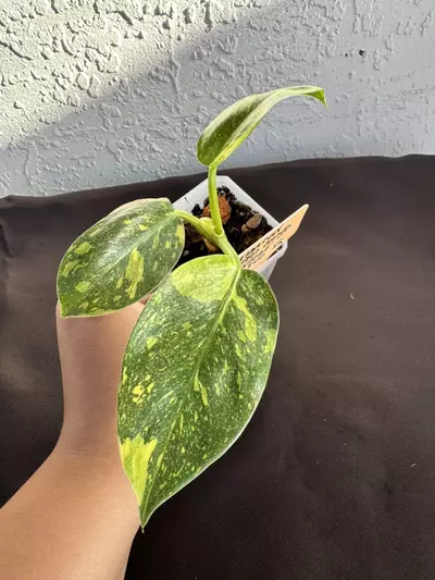 plant/Philo green Congo nuclear Varigated-0-thumbnail