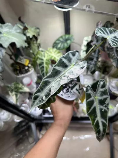 plant/Alocasia Pink Bambino CORM-1-thumbnail