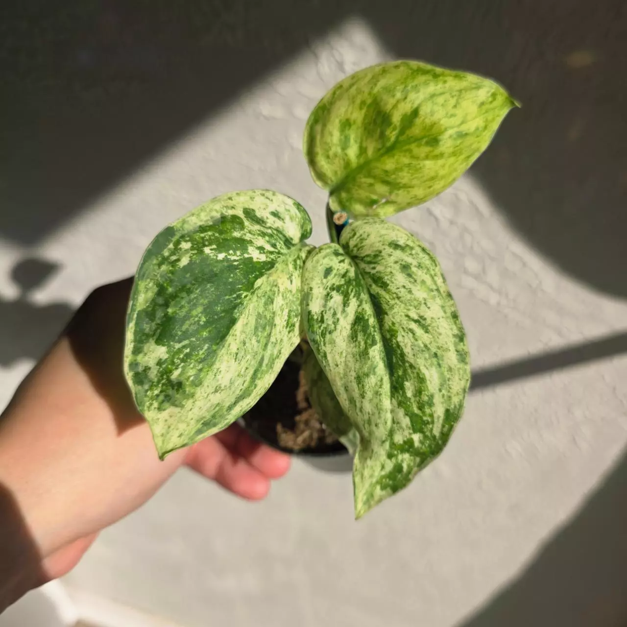 3" scindapsus Jade Satin marble