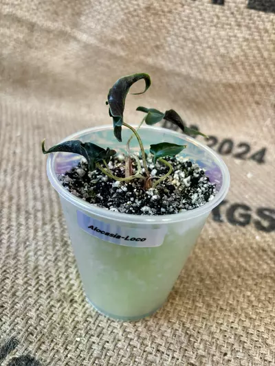 plant/Alocasia Loco (2 plants in pot)-4-thumbnail