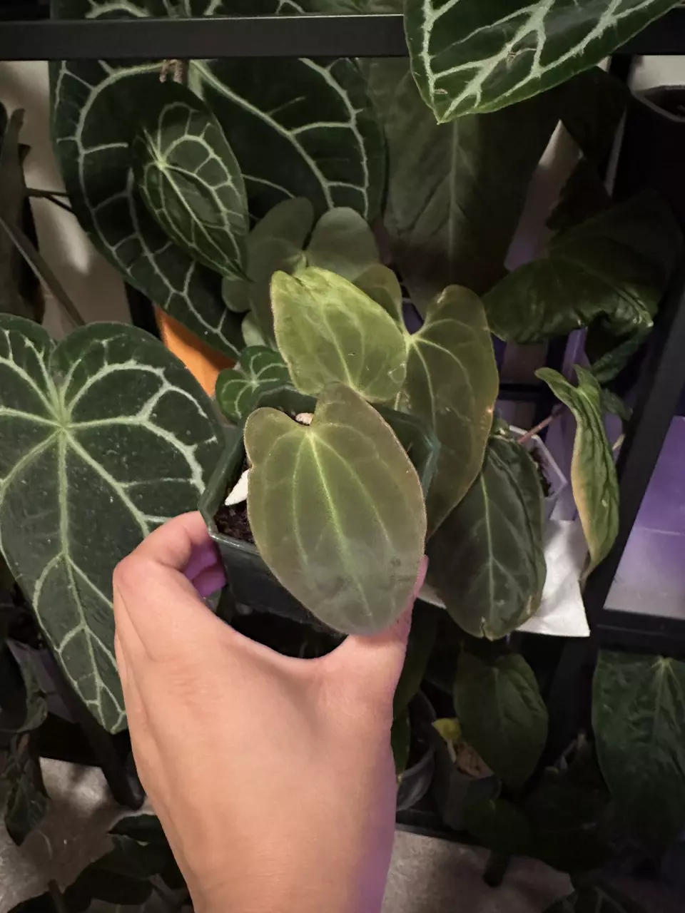 plant/Anthurium BVEP port x BVEP offset-0