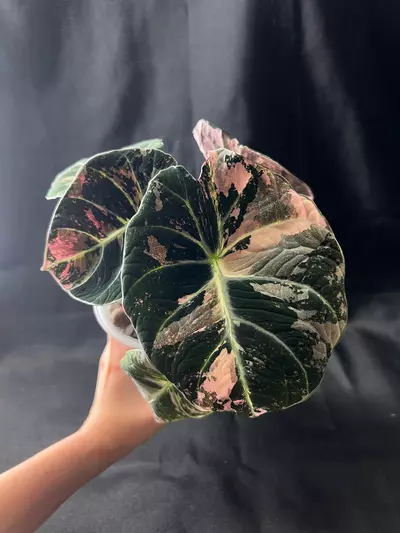 plant/Pink black velvet CORM-0-thumbnail