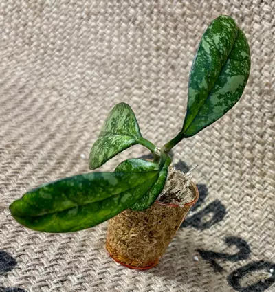 plant/Hoya Crassipetiolata Super Splash Cutting-3-thumbnail