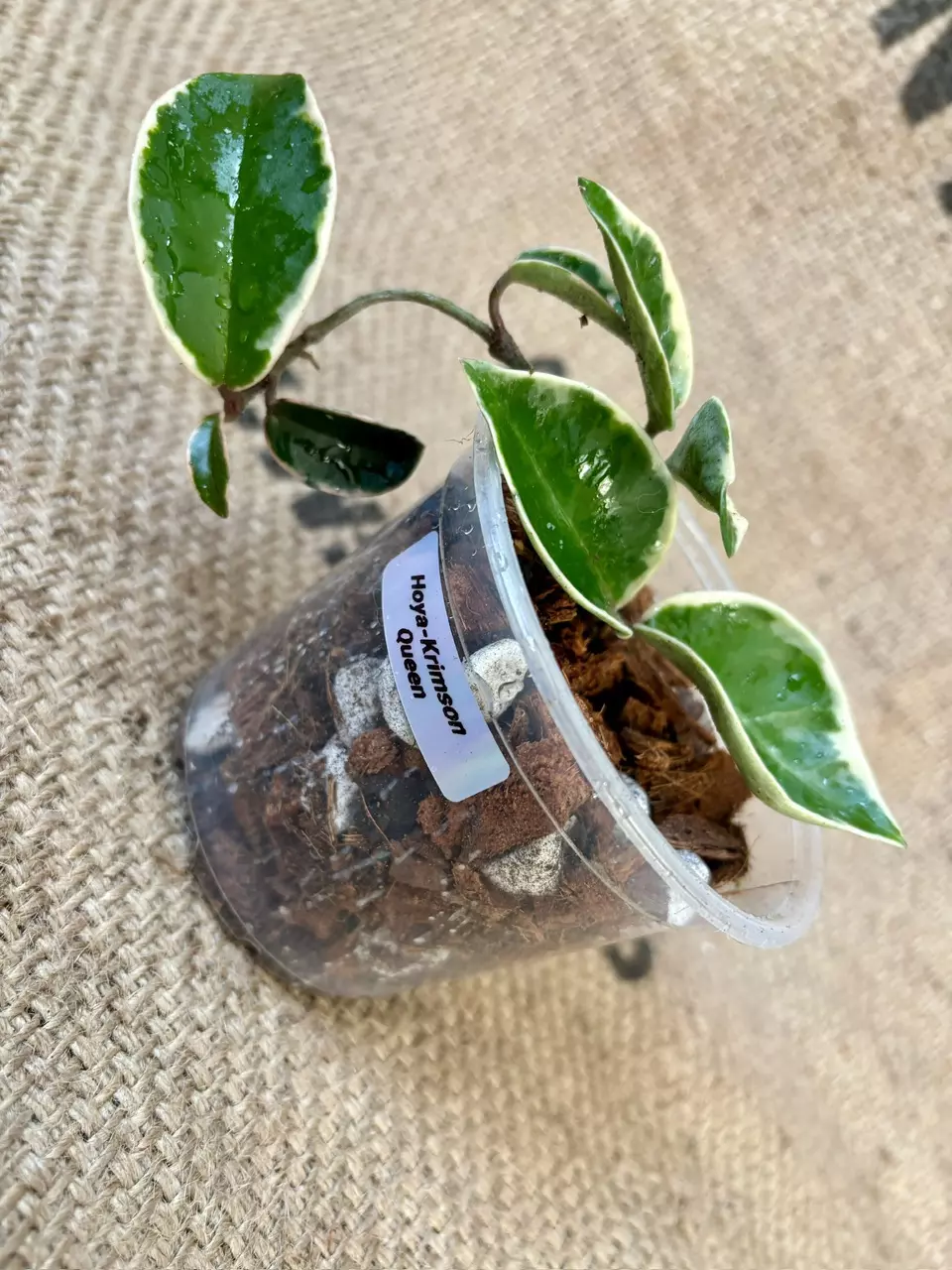 plant/Hoya Krimson Queen-0