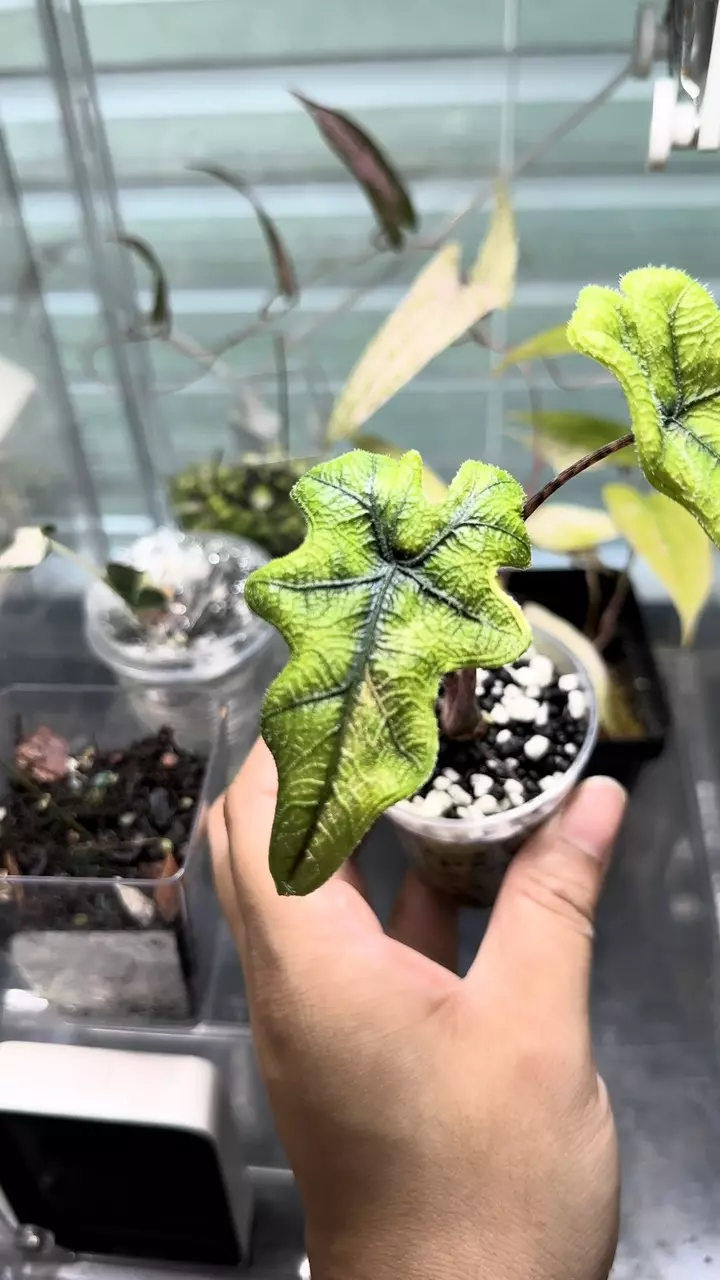 plant/Alocasia Jaclyn Aurea-3