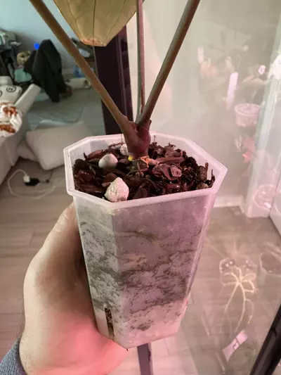 plant/Michelle x Purple Yurple-3-thumbnail