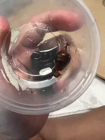 plant/Full Mint Variegated Alocasia Longiloba Corms-4-thumbnail