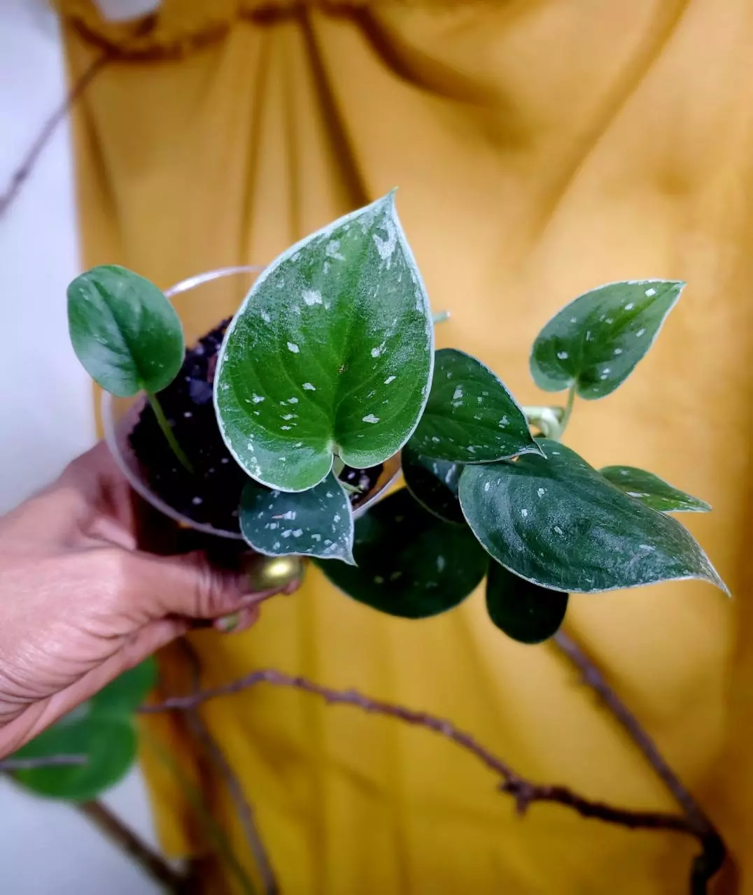 plant/Scindapsus Pictus 🪴-1