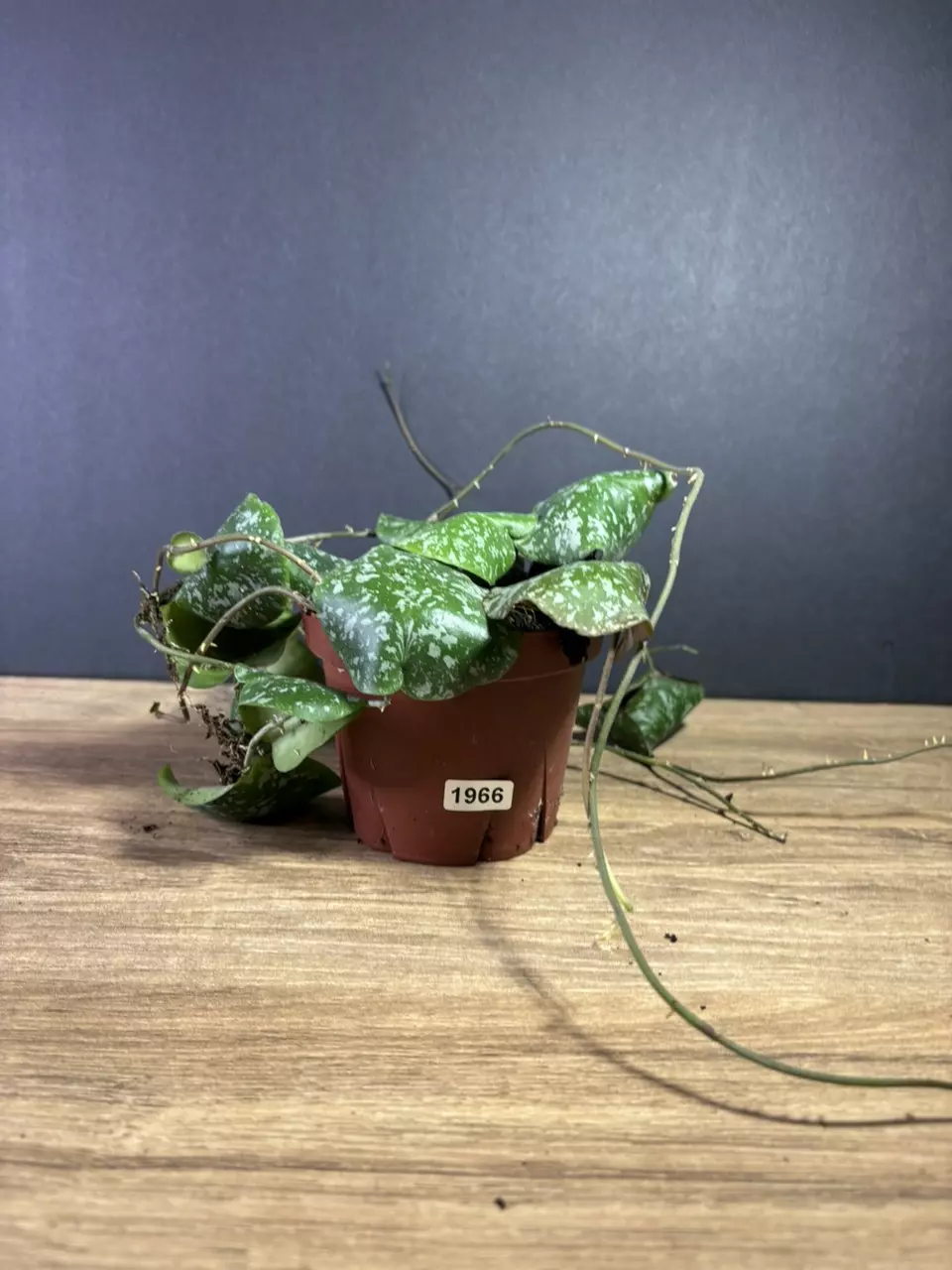 plant/Hoya Imbricata 4” 1966-2