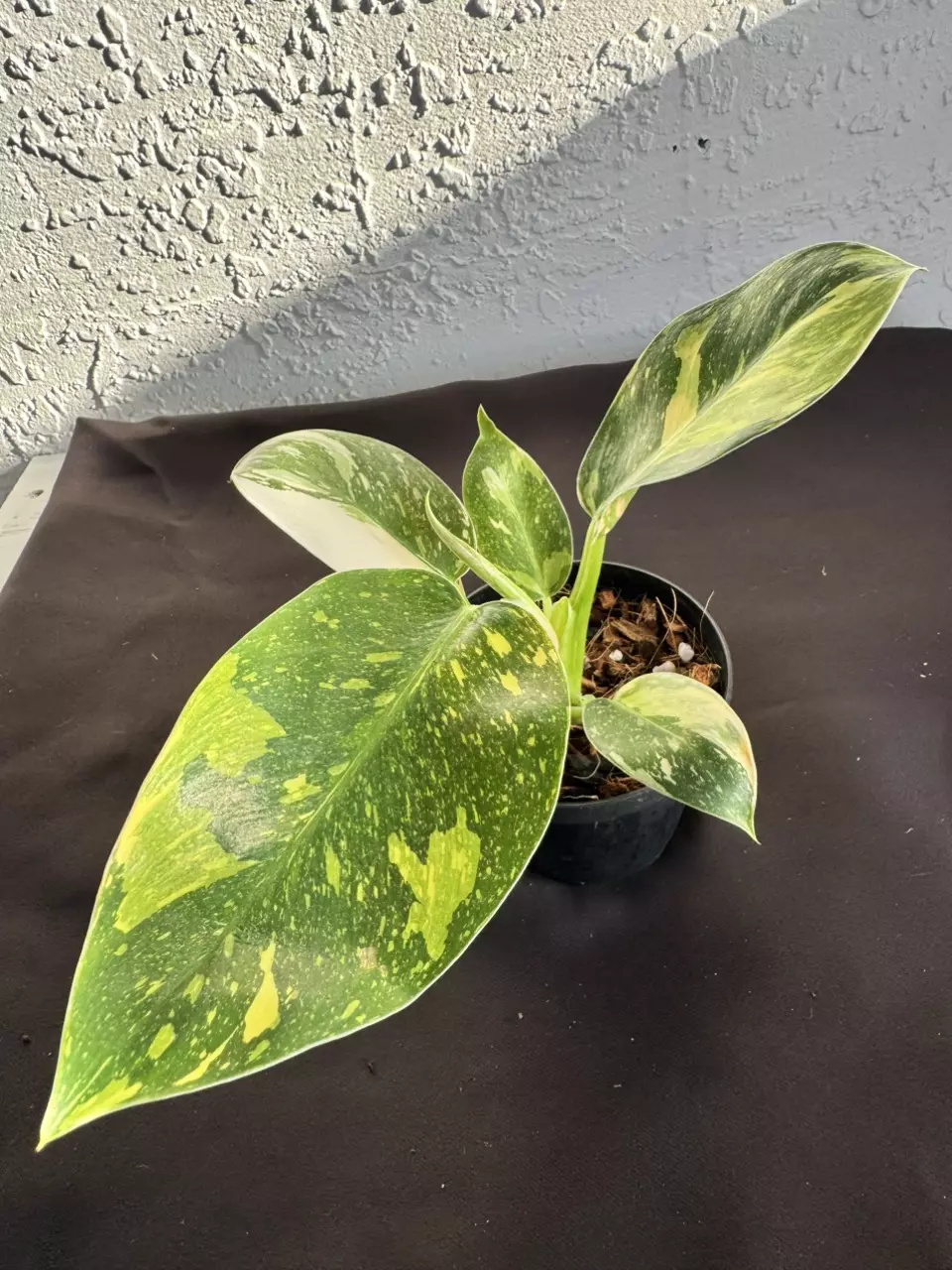 plant/Philo green Congo “Copper Flame” Varigated-0