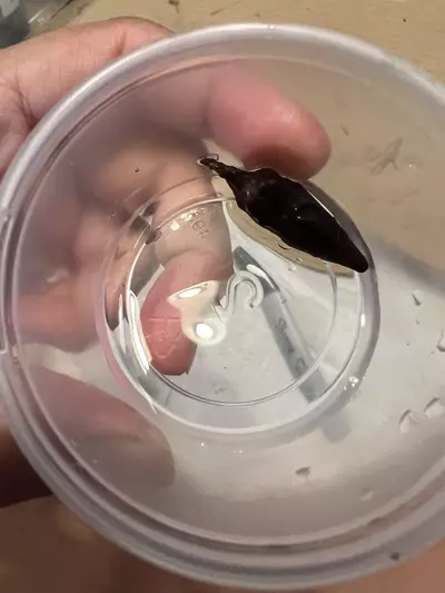 plant/Full Mint Variegated Alocasia Longiloba Corms-2-thumbnail