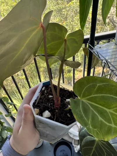 plant/KOS x Purple Yurple-1-thumbnail