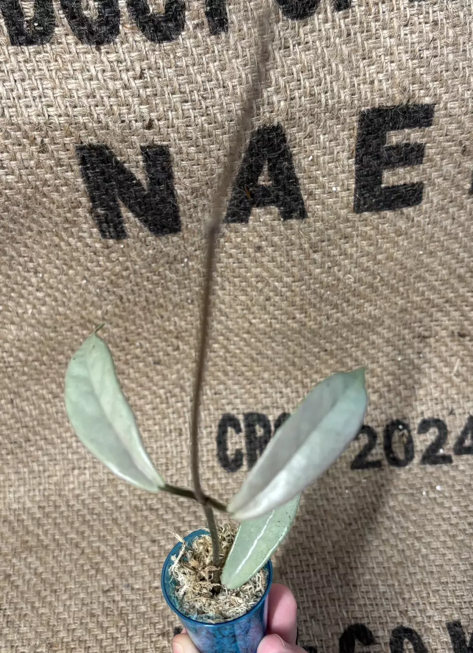 plant/Hoya Wilbur Graves Silver Cutting-1