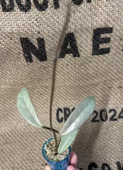 plant/Hoya Wilbur Graves Silver Cutting-1-thumbnail