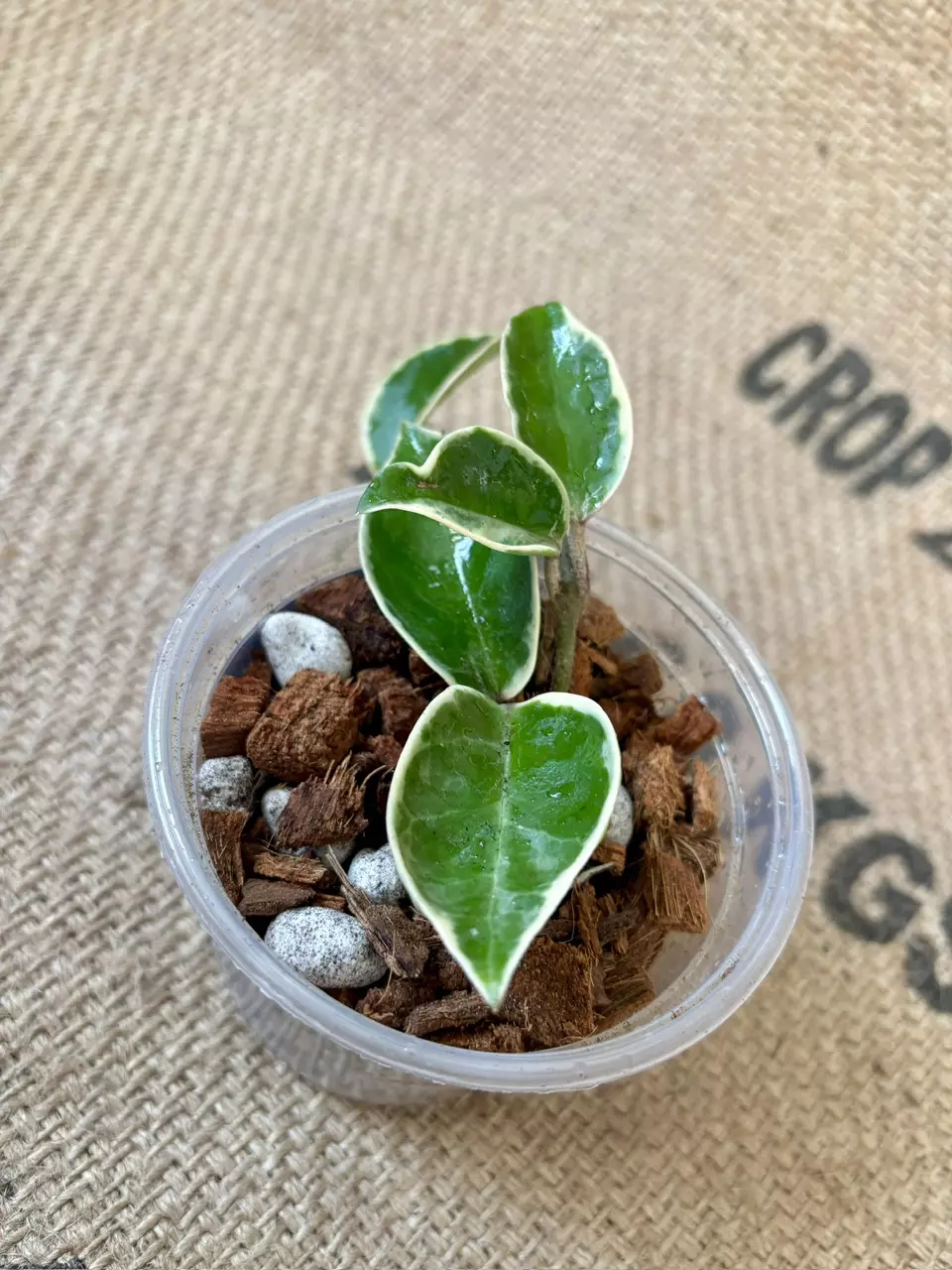 plant/Hoya Krimson Queen-4